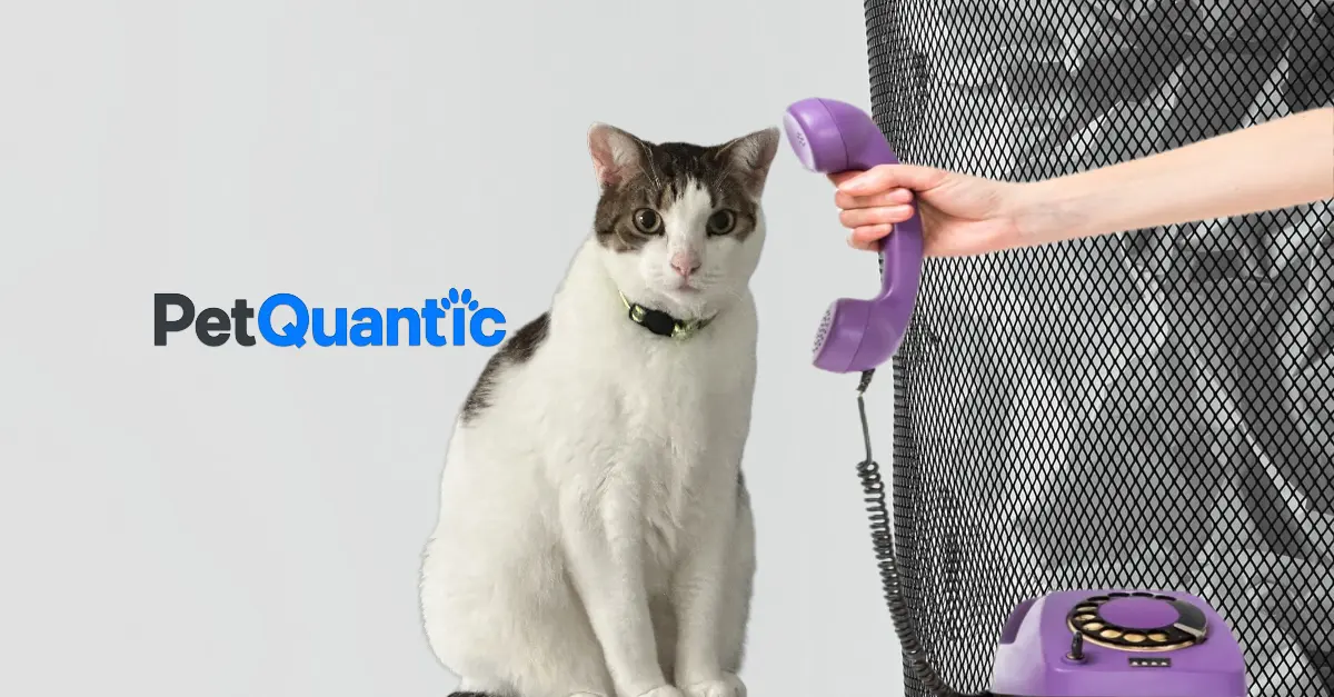 The Journey Behind PetQuantic